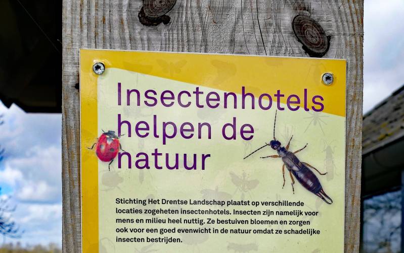 WelenWeeinsecten--3.jpg