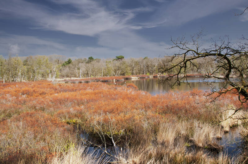 Siepelveen, Zeegse.jpg