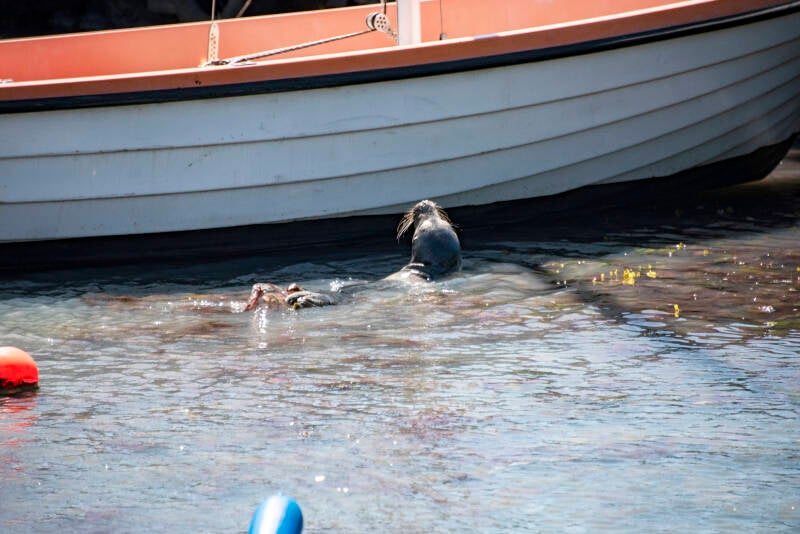 bornholm-barende zeehond.jpg
