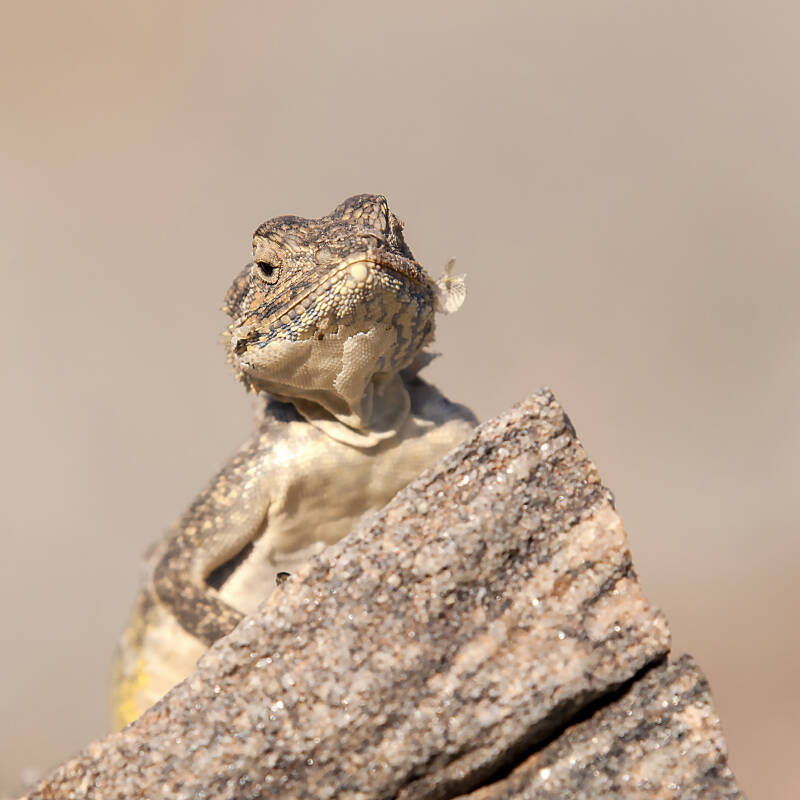 Groeistuip - Een nieuwe huid.jpg