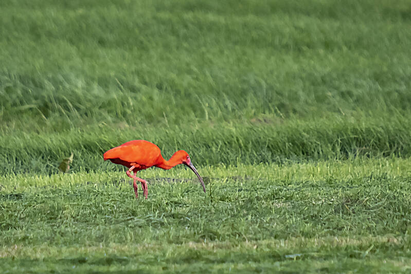 Rode ibis bij Leegkerk.jpg