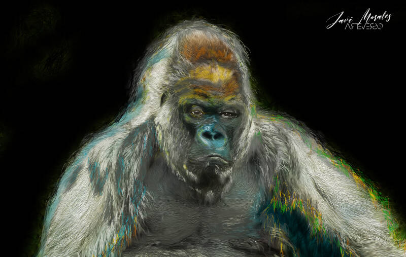 gorila5.jpg