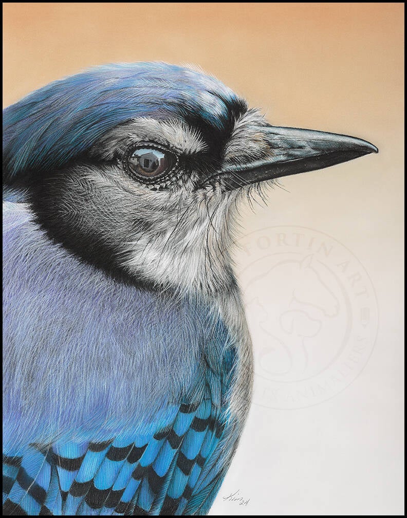Dessin d'un oiseau Geai bleu de côté, bec la droite sur fond jaune dégradé.