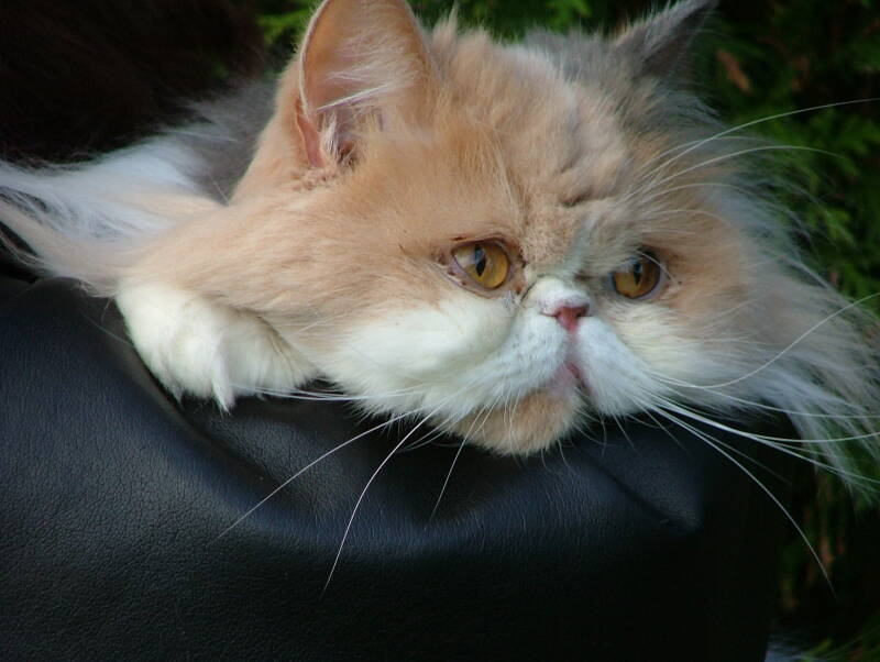 Photo d'un chat Persan blanc et roux dans les bras de sa mâiresse vêtue d'un manteau de cuir noir.