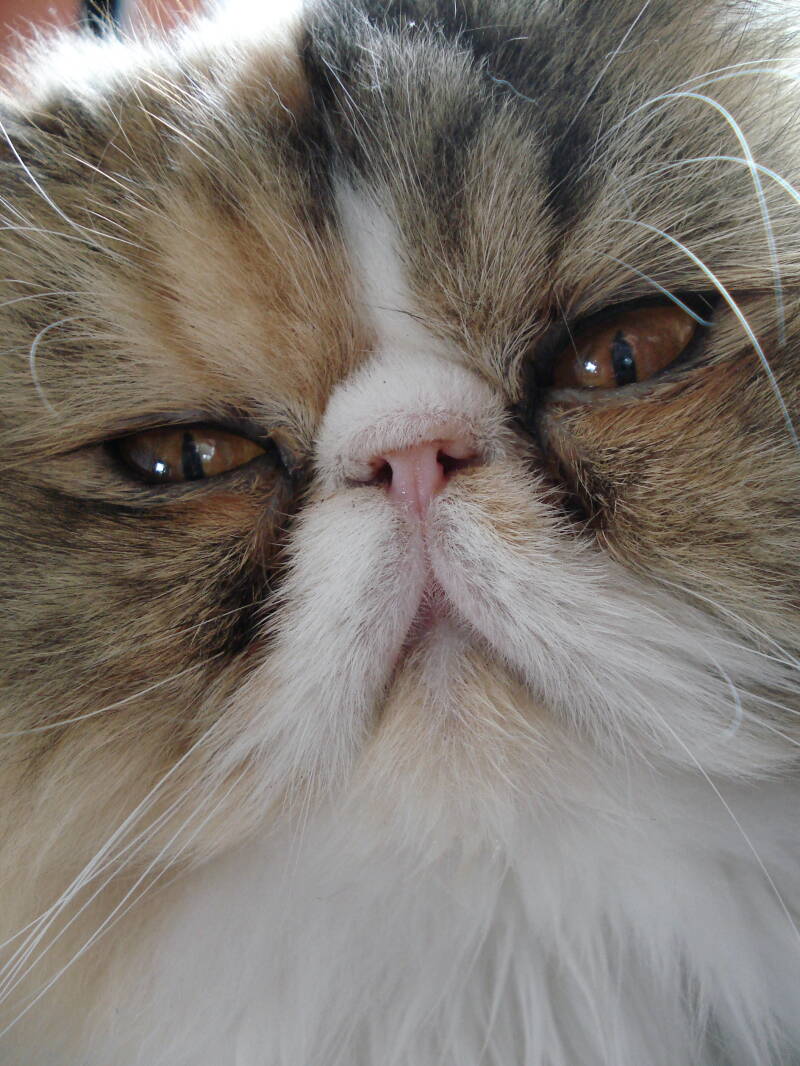Photo nette d'un chat persan multicolore aux yeux orangés.