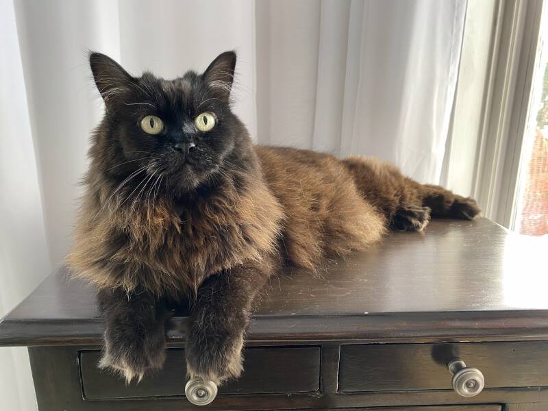 Photo d'un chat croisé brun à poils long couché sur un  meuble brun à tiroirs.