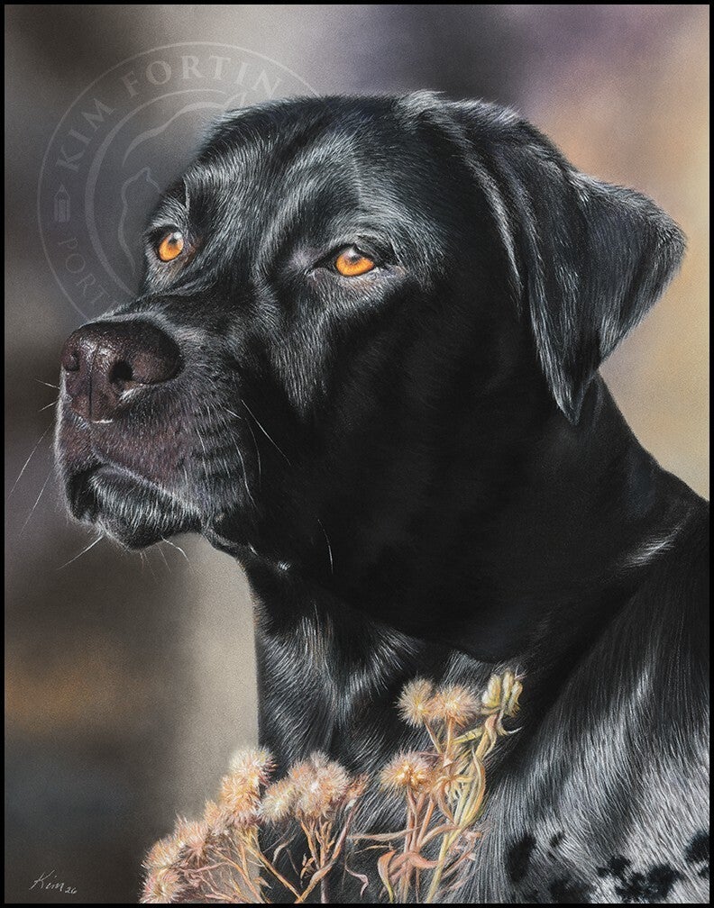 Dessin d'un chien Labrador noir face vers la gauche en plein soleil.