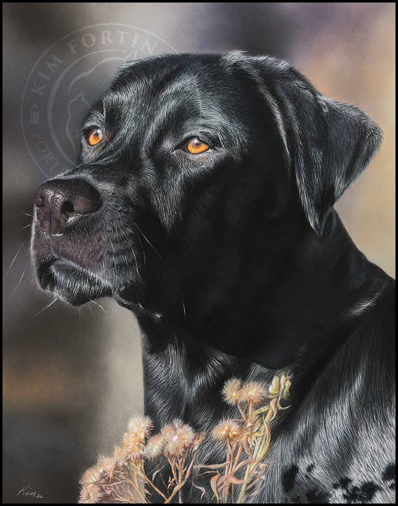 Dessin d'un chien Labrador noir face vers la gauche en plein soleil.