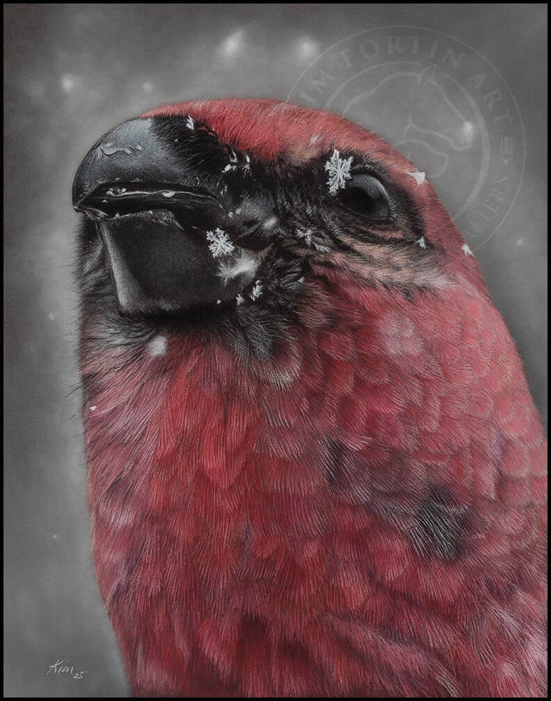 Dessin d'un oiseau Durbec des sapins dont les plumes sont rouges orangées . Il a une graine de tournesol dans le bec et quelques floçons de neige en gros plan.