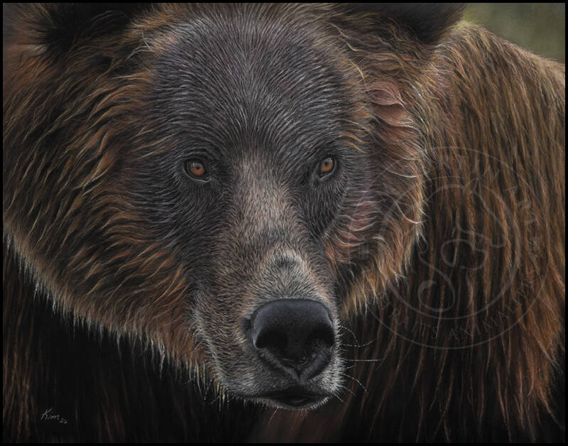 Dessin d'un grizzly brun en plan rapproché, le regard vers la droite.