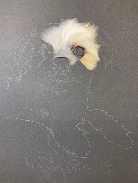 Photo du début du dessin au pastel du Shihtzu blanc.
