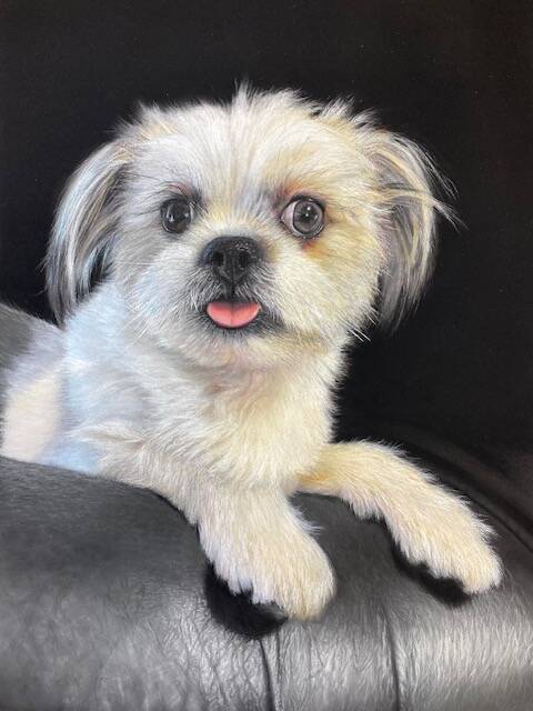 Photo de l'avancement du dessin du Shis tzu blanc. Chien finalisé.