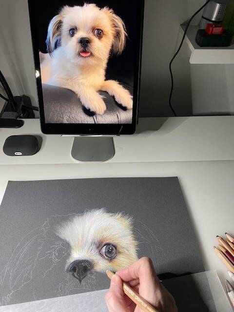 Photo de l'avancement du dessin du Shih tzu blanc accompagné de la photo de référence.
