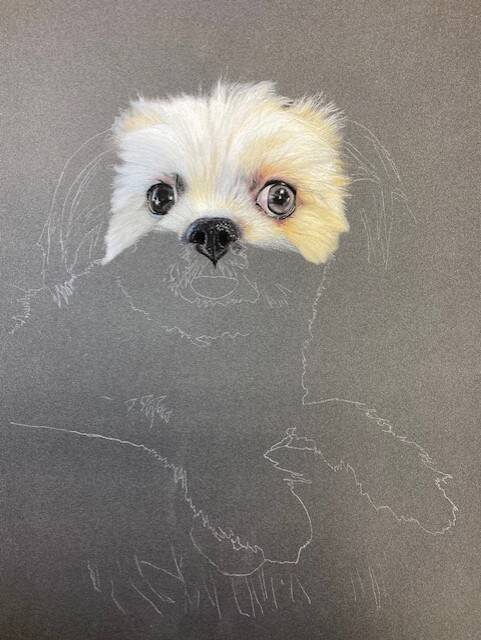 Photo de l'avancement du dessin du Shis tzu blanc. Ajout du 2e oeil.