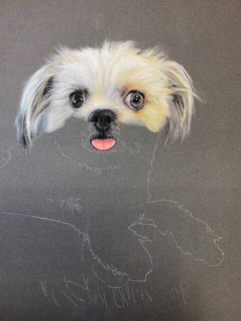 Photo de l'avancement du dessin du Shis tzu blanc.  Ajout de la langue.