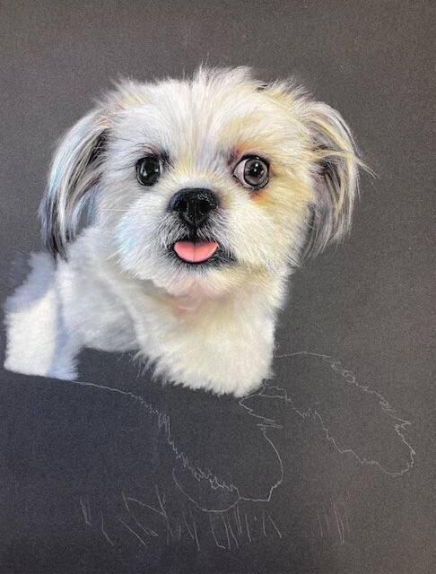 Photo de l'avancement du dessin du Shis tzu blanc. Tête complétée.