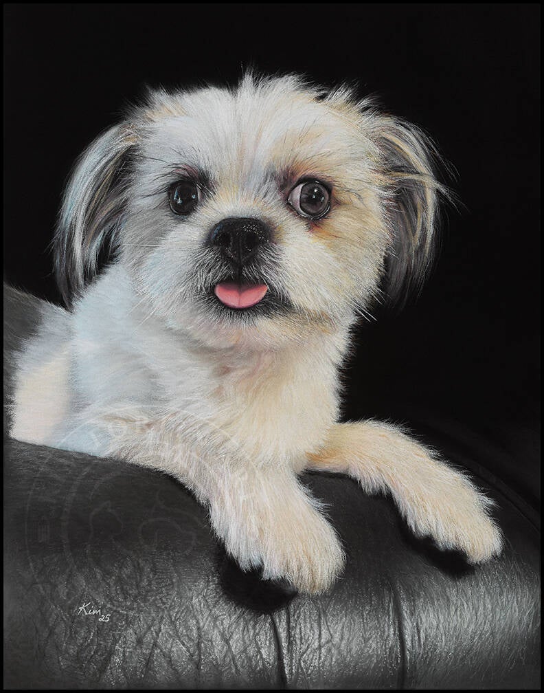 Photo finale du dessin du chien Shih tzu blanc sur sofa en cuir noir.