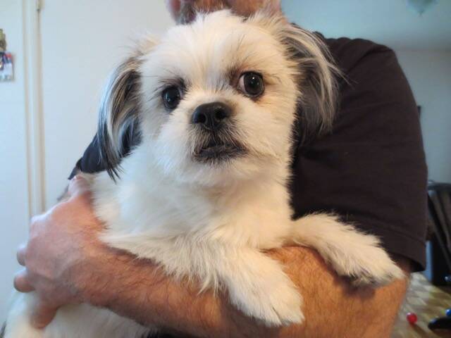Photo d'origine d'un Shih tzu blanc dans les bras de son maître.