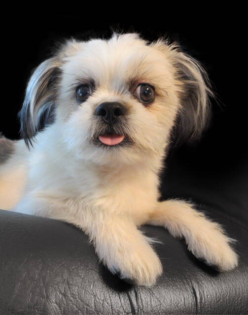 Photo du montage Photoshop du Shih tzu blanc.