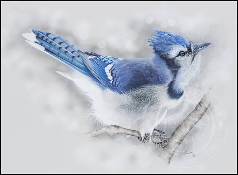 Dessin d'un oiseau Geai bleu en hiver perché sur un branche.