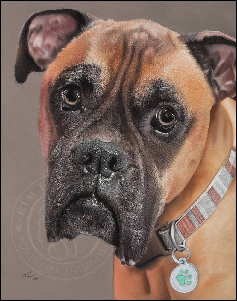 Dessin d'un chien Boxer brun avec un collier gris et brun.