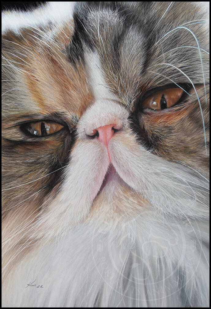 Dessin d'un chat Persan multicolore avec les yeux orangés