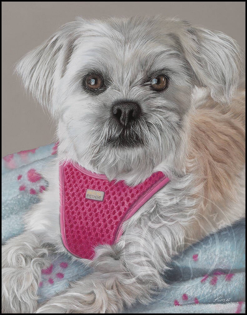 Dessin d'un chien Bichon maltais blanc avec harnais rose sur une couverture bleu claur à motif de pattes de chien roses.