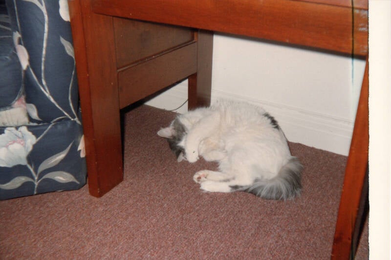 Photo d'un chat croisé blanc et gris se cachant le vissage d'une patte.