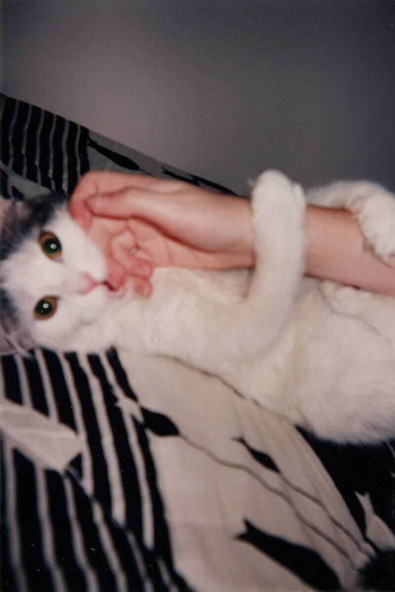 Photo floue d'un chat croisé blanc et gris couché en train de mordre les doigts de sa maîtresse.