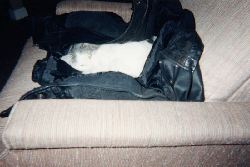Photo surexposéée d'un chat croisé blanc et gris couché en boule dans un manteau de cuir noir.