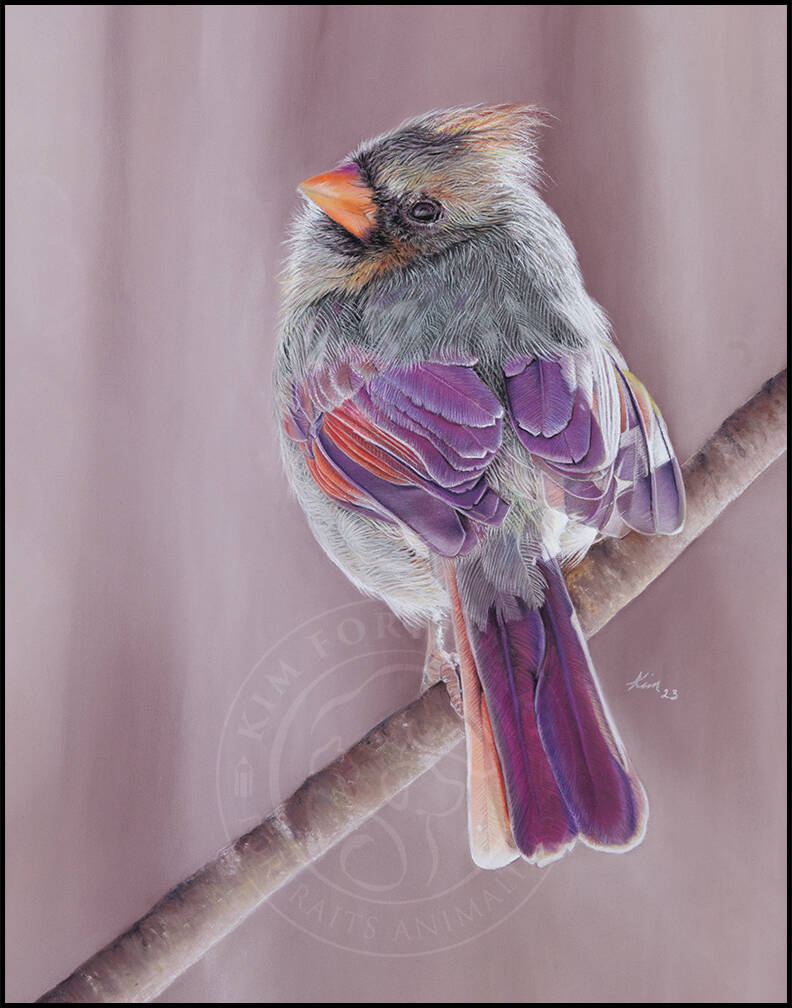 Dessin d'un oiseau Cardinal femelle dont le plumage est violet et orangé dû au soleil. Elle est perchée sur une branche sur un fond rosé.