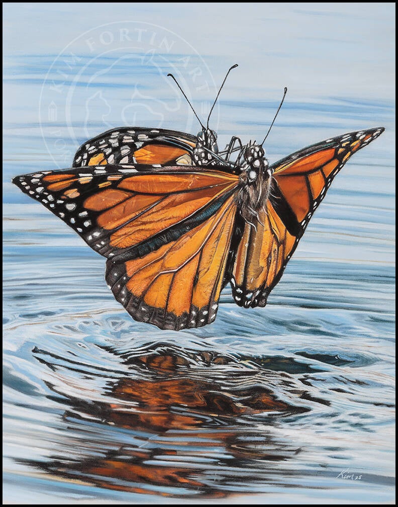 Dessin de 2 papillons Monarques au-dessus de l'eau. L'un aidant l'autre à reprendre son envol suite à une chute dans l'eau.