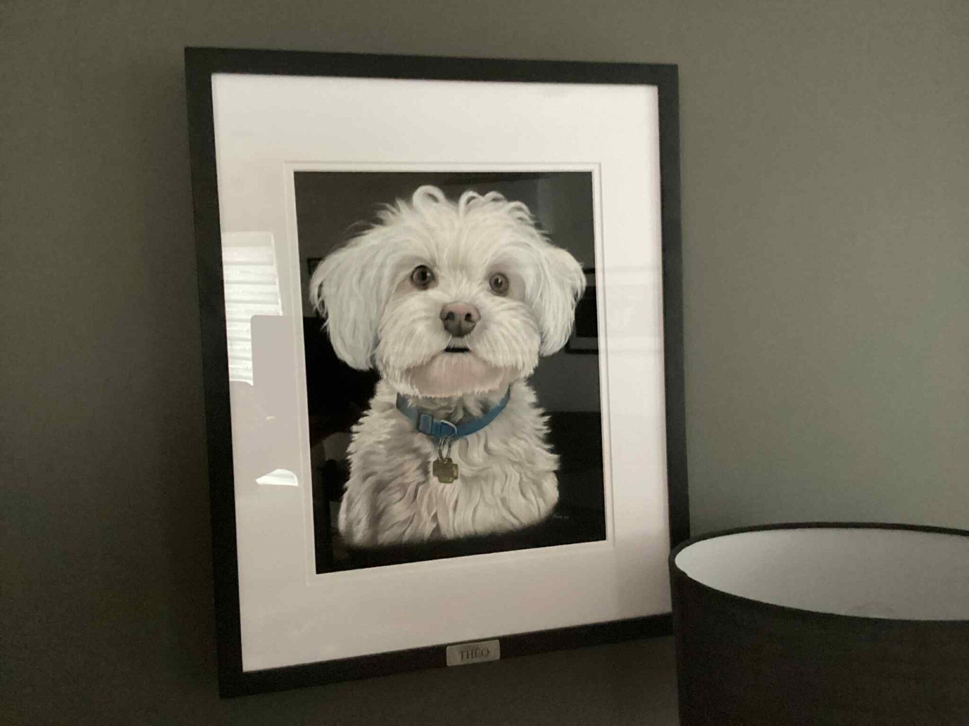 Photo de l'encadrement du portrait de Théo un Bichon maltais blanc.