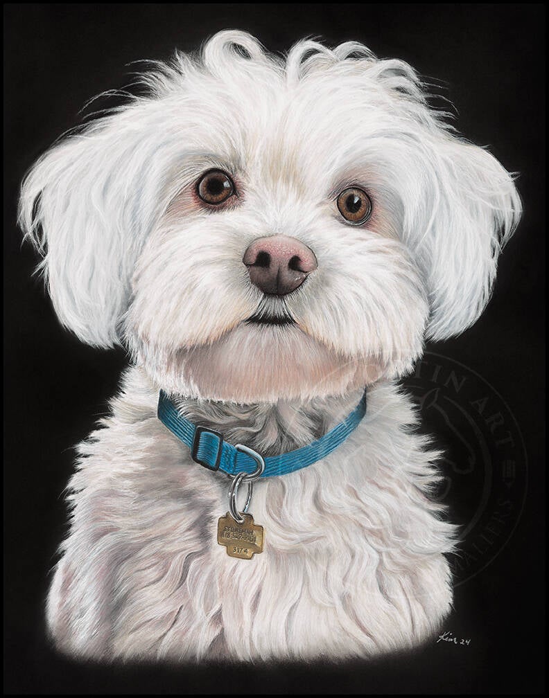 Dessin d'un chien Bichon maltais blanc avec un collier bleu.