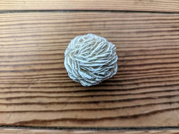 Rose des sables du Mexique