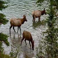 wild-elks-banff-national-park-alberta-canada-wild-elks-banff-162376755-standard-zbfwtf.webp