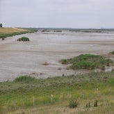 1038-standard-r48w12.jpg