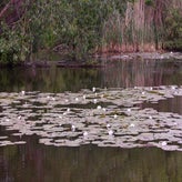 923-standard-zrlj6d.jpg