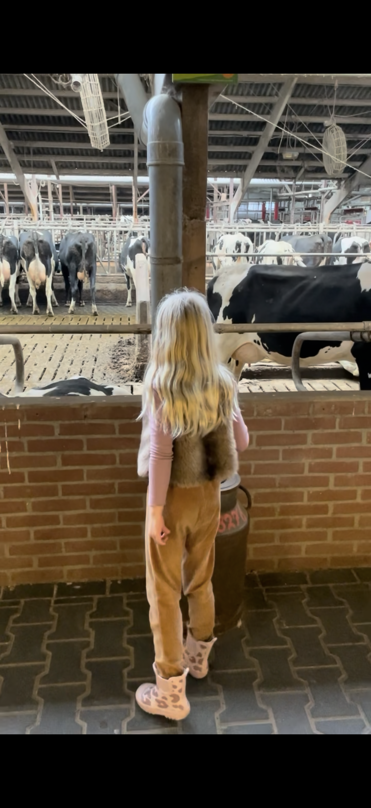 Koeien bekijken tijdens een bezoek aan Landgoed Kaamps met kinderen