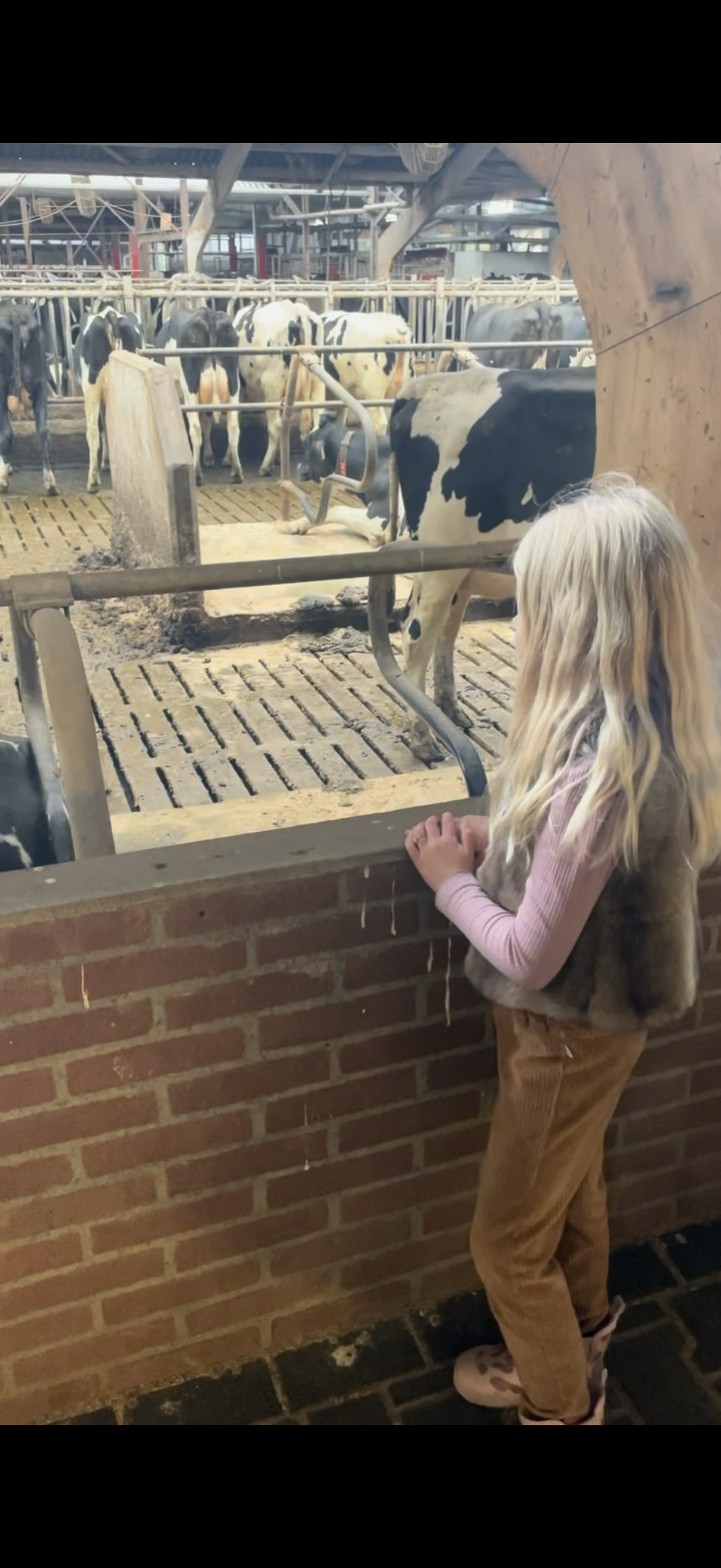 Koeien bekijken op het erf van Landgoed Kaamps