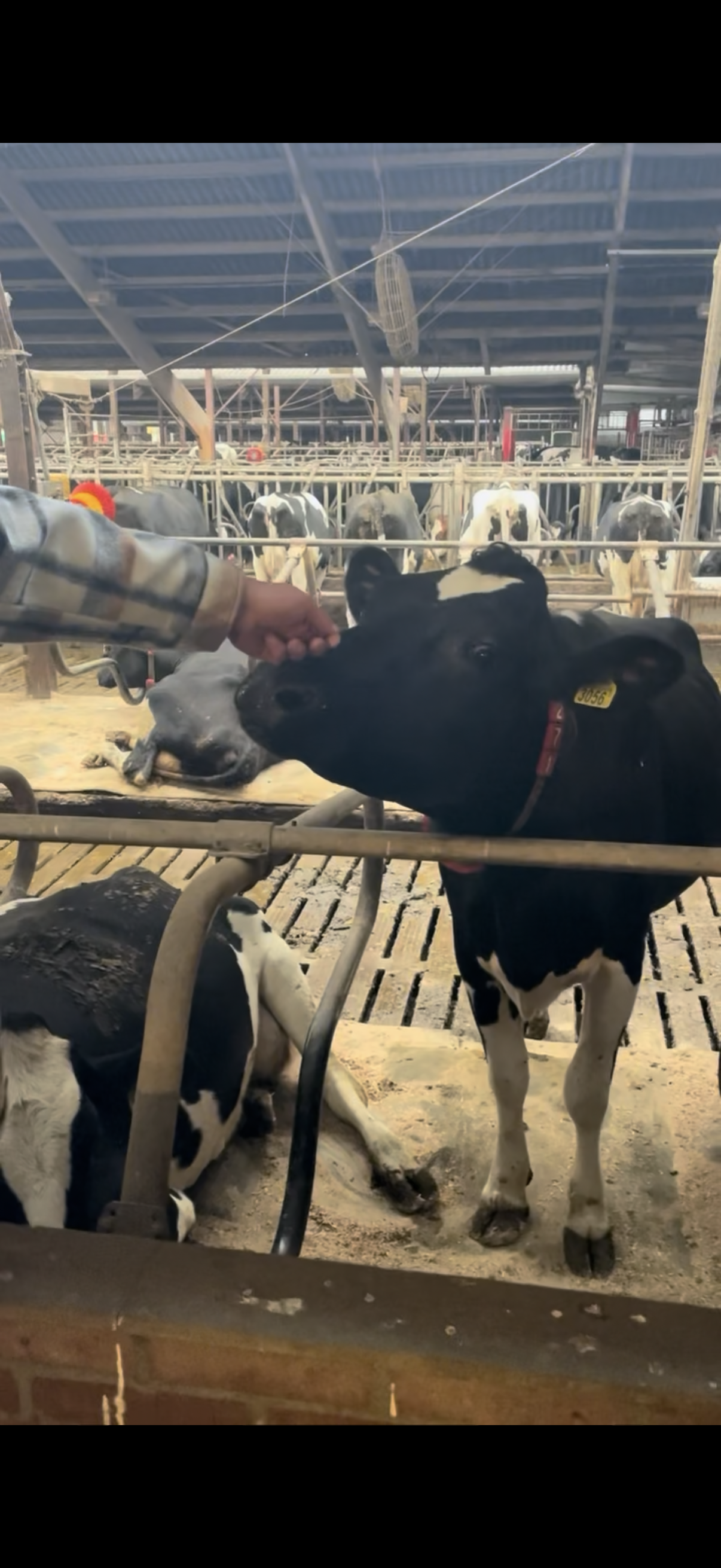 dieren bekijken op het erf van Landgoed Kaamps