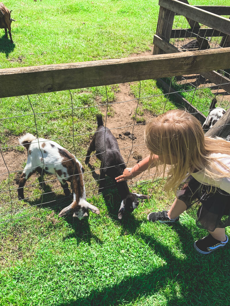 Kidsproof restaurant met kinderboerderij, in Enter