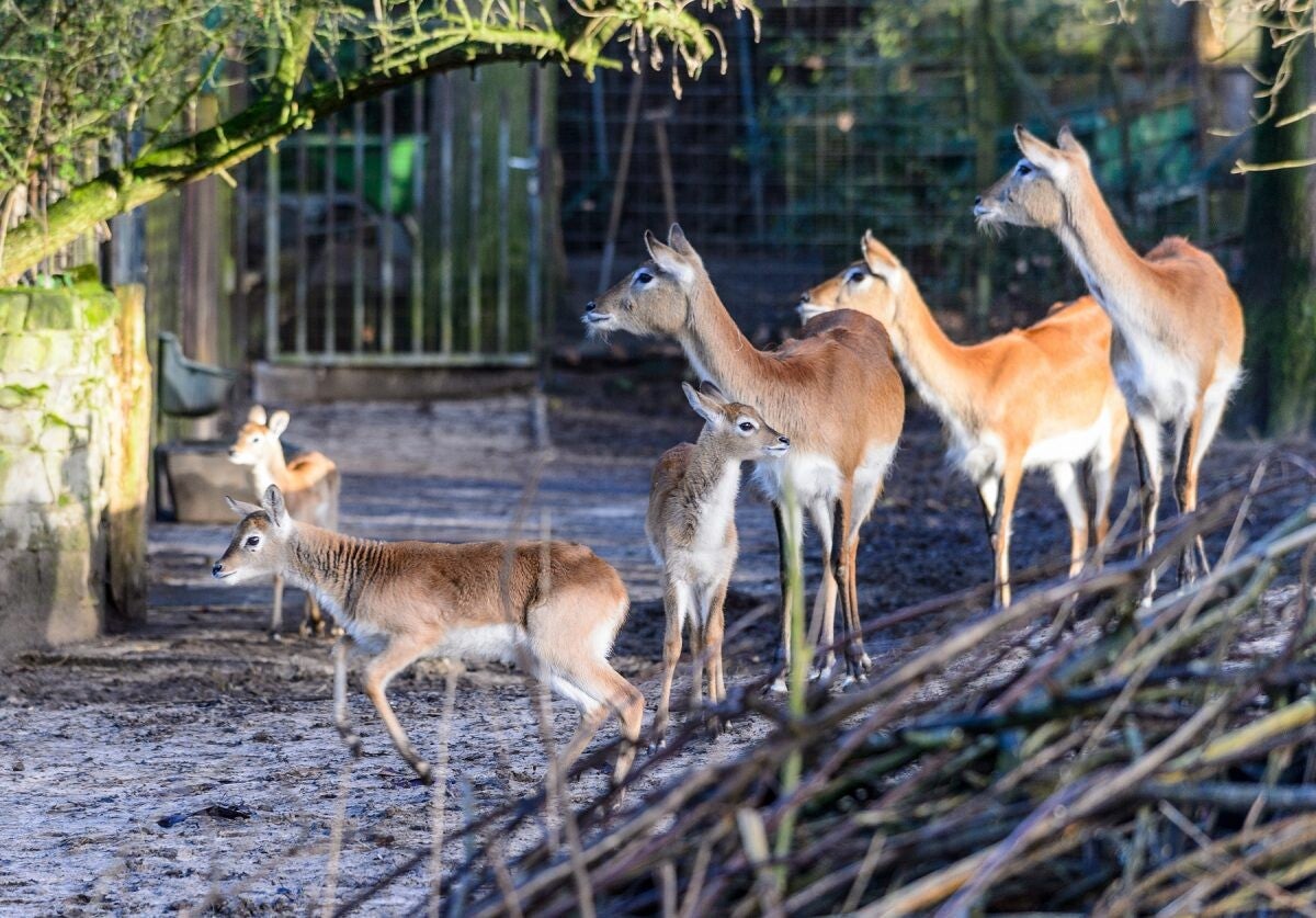 Dieren bekijken met kinderen in Dierenpark Nordhorn