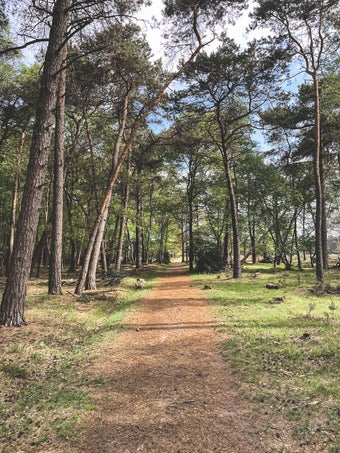 Lopen in Buurserzand
