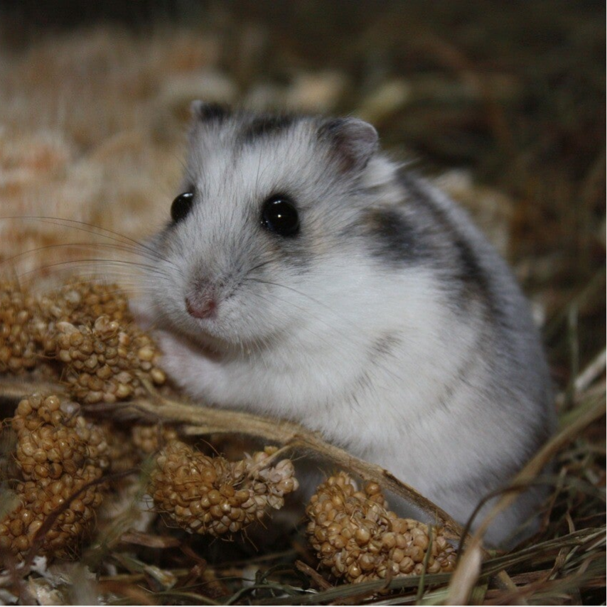 Starterpaket Zwerghamster