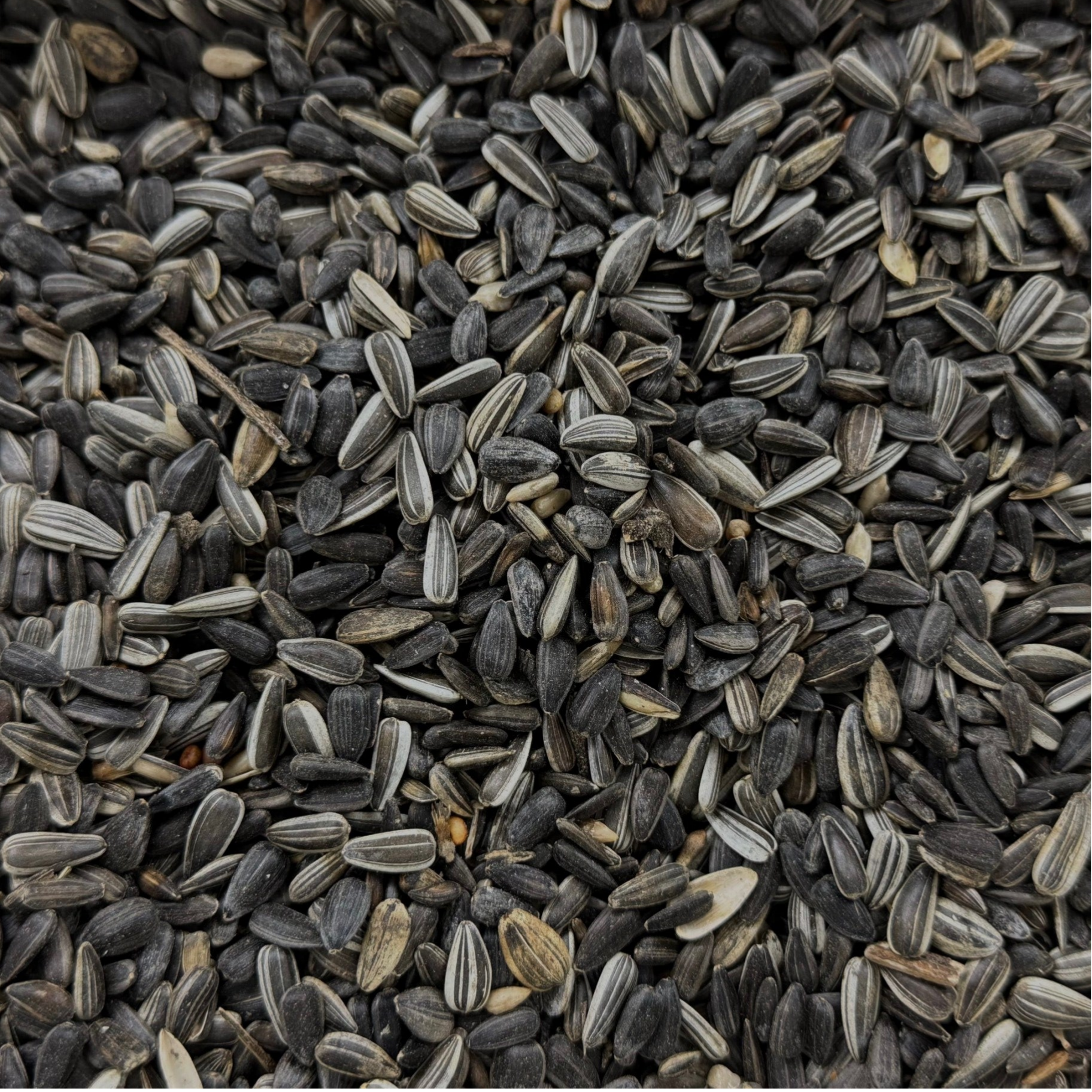 Sonnenblumenkerne ungeschält