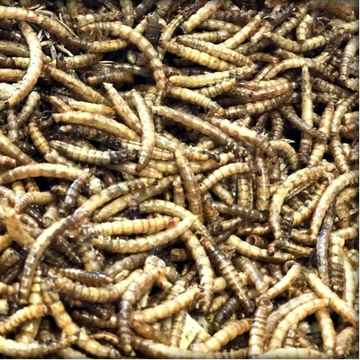 Mehlwürmer