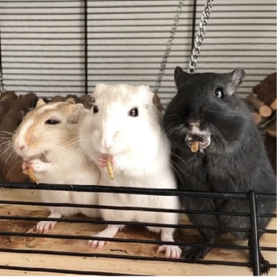 Starterpaket Rennmäuse