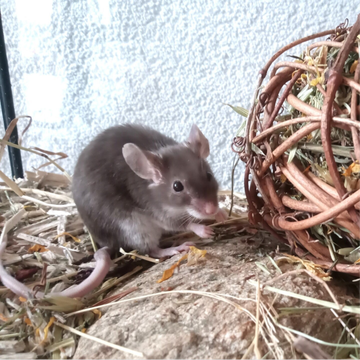 Starterpaket Farbmäuse