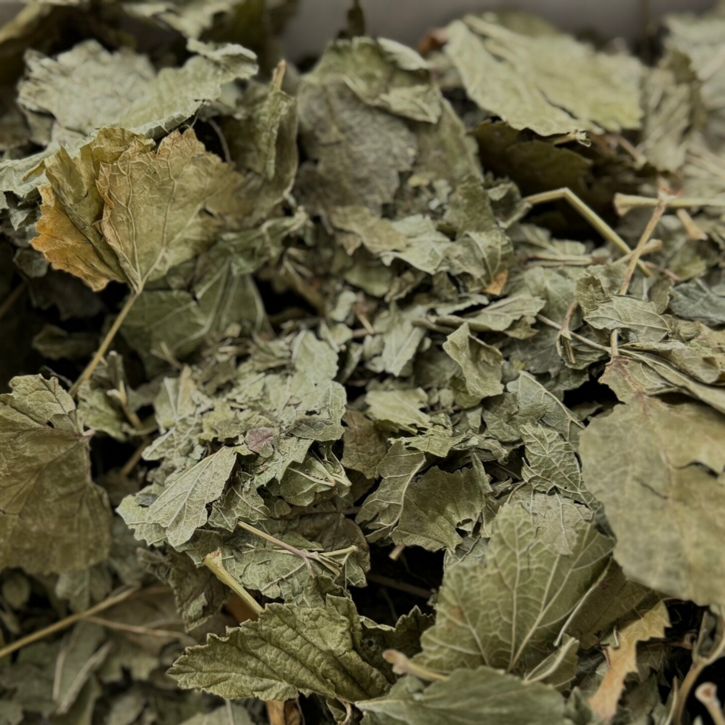 Johannisbeerblätter